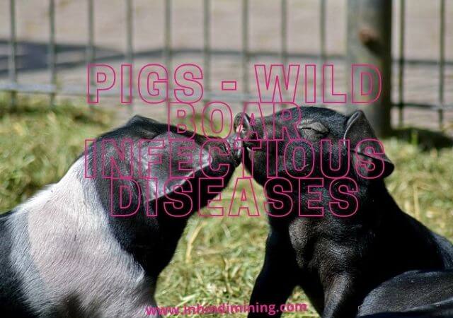 Pigs - Wild Boar infectious diseases with African swine fever